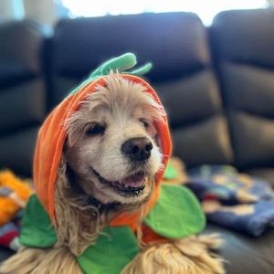 Meet your Posher, Lou